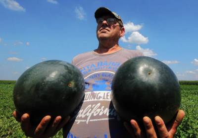  Lubenice-i-dinje-Srbija-prodaja 