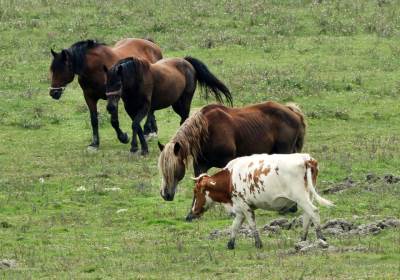  NOVO ISTRAŽIVANJE: Kako će nam konji pomoći u borbi protiv korone? 