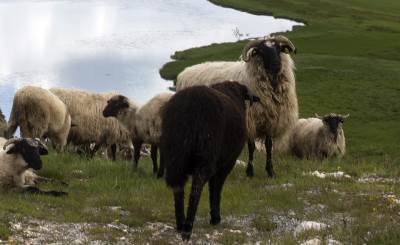  Tragedija kod Dervente: OVAN UBIO stočara pod misterioznim okolnostima 