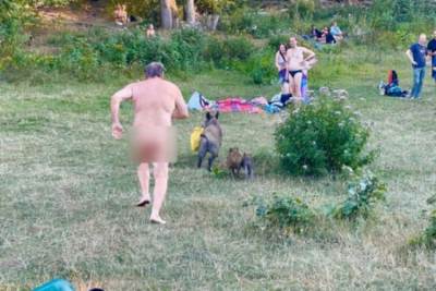  Nemacka-Divljai-vepar-ukrao-lap-top-nudisti-Bizarno-divlje-svinje-Foto 