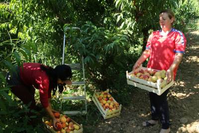  NEMCI U PROBLEMU: Hitno im trebaju radnici!  Poljoprivrednici ZABRINUTI jer stiže berba! 