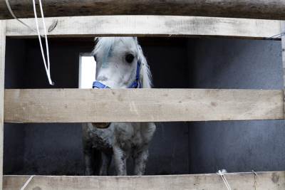  ŠTA RADITE TO!? Pomračeni umovi brutalno UBIJAJU KONJE, nedužne životinje umiru u najstrašnijim mukama! 