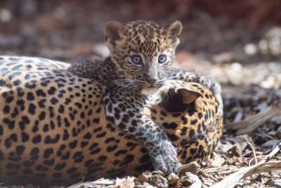  ugrozene-vrste-zivotinja-velike-macke-leopard-tigar-gepard-geografija-izumiranje-prirod 