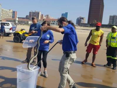  Na kopno doplivala najotrovnija zmija na svetu 