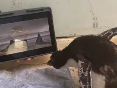  Tužna slika iz zoološkog vrta 