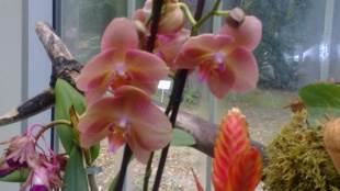  Cvece-nega-saveti-kako-da-negujem-orhideju 