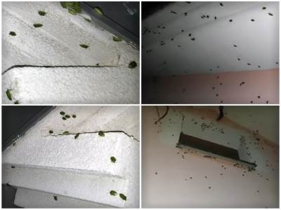  AU, ŠTA JE OVO?! SNIMIO JEZIV PRIZOR U INĐIIJI! Izašao uveče ispred kuće i nije mogao da veruje šta vidi 