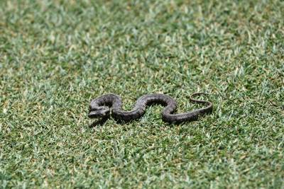  HIT - ZMIJA NA TERENU: Rumunski fudbal je zaista urnebesan! 