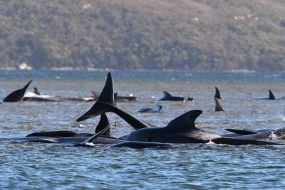  Volonteri u Australiji bore se za živote nasukanih kitova 