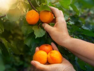  ŠTA JEDE NAJZDRAVIJI NAROD NA SVIJETU: Ne znaju za bolest, rađaju i u 7. deceniji i ovo voće je njihova tajna! 