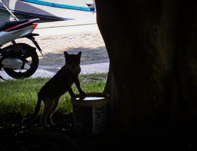 NOVI SLUČAJ MONSTRUOZNOG UBISTVA MAČKE: Vezali je za roštilj, zakačili petarde i zapalili je NOVI SLUČAJ MONSTRUOZNOG UBISTVA MAČKE: Vezali je za roštilj, zakačili petarde i zapalili je