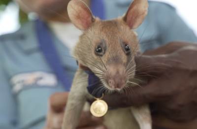  Naučnici napravili virtuelni mozak miša 