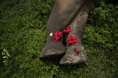  ELEKTRIČNOM KLOPKOM NA GLADNE ŽIVOTINJE: Indija plače za ubijenim slonovima 