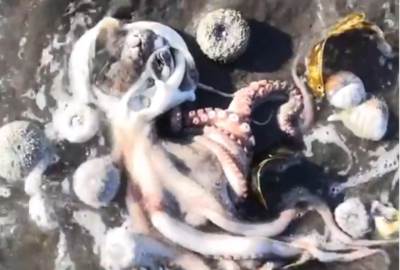  Mala hobotnica izgleda kao da je samo htjela da podruži s budućom mamom i bebom u stomzu 