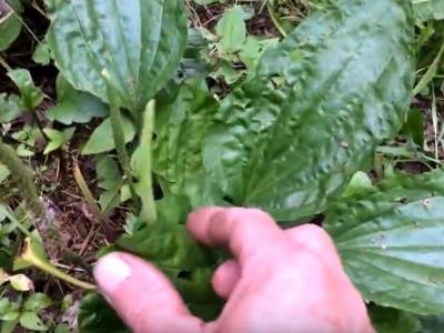  NAJBOLJI NARODNI LEKOVI ZA NAJČEŠĆE SIMPTOME GRIPA: 