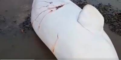  HRABRI INSPEKTOR SPASAO KITOVE! Nasukali su se na Dalekom istoku 