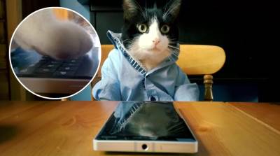  RAZGOVARAJTE SA SVOJOM MAČKOM UZ POMOĆ TELEFONA: Konačno će vlasnici razumjeti šta njihovi kućni ljubimci žele! (VIDEO) 