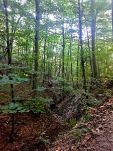  HOROR U BEOGRADSKOJ ŠUMI: "Dete je videlo ljudske kosti, sigurno mu je bilo strašno!" 