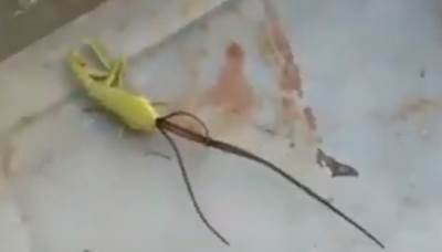  ŠOKANTAN SNIMAK KOJI JE ZGROZIO MNOGE: Iz mrtve životinje izašla životinja! (VIDEO) 