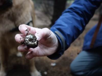  SEKIRAMA I PIŠTOLJIMA USRED ŠUME ZBOG TARTUFA 