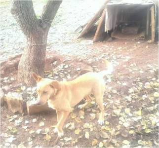  NVO Prijatelji životinja Podgorica uputila apel za pomoć 