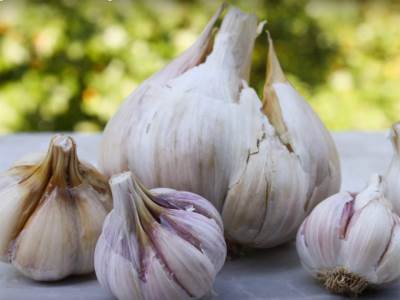  KOJI JE NAJZDRAVIJI BELI LUK I KAKO DA ZNATE DA LI JE SVEŽ: Jednu vrstu nikad ne bi trebalo da kupit 
