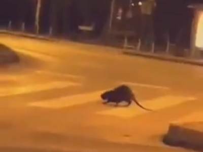  ŠTA JE OVO USRED ZAGREBA?! Neobična životInja snimljena tokom noći, mirno prelazi ulicu na PEŠAČKOM prelazu (VIDEO) 