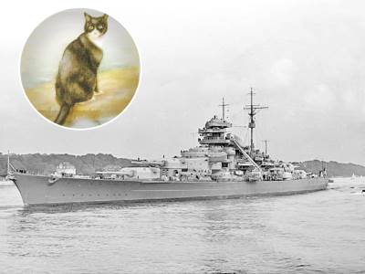  MAČOR KOJI JE STVARNO IMAO 9 ŽIVOTA: Potopljeni svi brodovi na kojima je boravio, ali on je uvek izl 