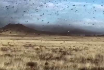  klimatske-promene-afrika-skakavci-najezda 