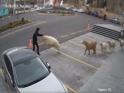  POMAHNITALE ŽIVOTINJE JURIŠAJU NA PROLAZNIKE: Neverovatna scena u Turskoj - pravo sa farme u centar grada! (VIDEO) 