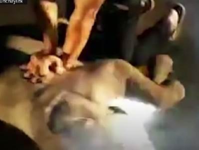  NAJDIRLJIVIJI PRIZOR KOJI ĆETE DANAS VIDETI: Deset minuta je oživljavao "Damba", nakon toga je seo i zaplakao! (VIDEO) 