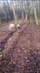  uginula srna iz kanjona morace 