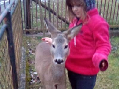  Srna i dalje posjećuje djevojčicu koja ju je spasila, dovela je i lane 