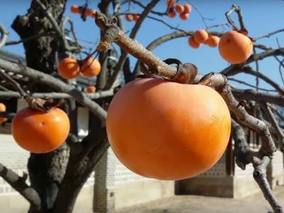  Krcata je vitaminom C, a Japanci je stalno jedu zimi za imunitet 