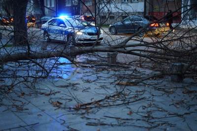  HAOS U BANJA LUCI: Vjetar RUŠIO STABLA  