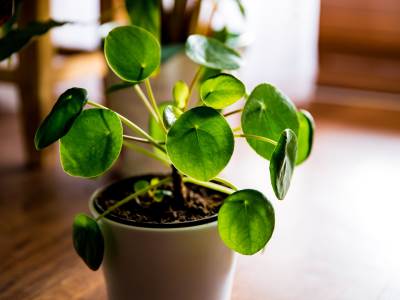  Biljka koju nazivaju i kineski dolar "obavezna" je u kući bogataša... 