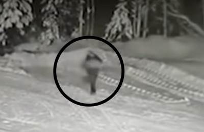  NEVEROVATNA PRIČA STIŽE IZ RUSIJE: Hrabri "džek rasel" spasao dečaka od podivljale zveri, dao je život za njega! (VIDEO) 