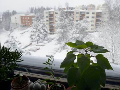  STAVITE OVE BILJKE NA PROZOR I GLEDAJTE KAKO PARE DOLAZE: Jedna ima veze sa Božićem, a druga ako vam hitno treba novac 
