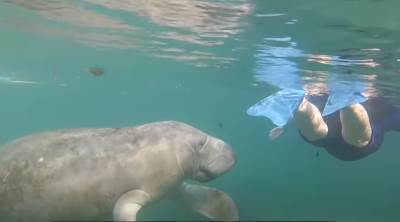  NEKO JE SNIMIO ZAŠTIĆENU MORSKU KRAVU: Urezani natpis na njoj šokirao je Ameriku! (FOTO/VIDEO) 