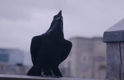  LOŠ PREDZNAK ZA BRITANSKU MONARHIJU, MORA UVEK DA IH BUDE ŠEST! Nestao gavran koji je čuvao Londonski toranj (VIDEO) 