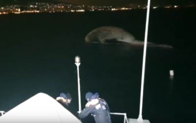  ISPLIVALO TELO OGROMNOG SISARA: Pronađen jedan od NAJVEĆIH PRIMERAKA ove vrste na Mediteranu? (VIDEO) 