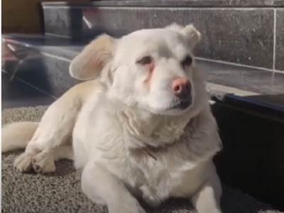  PRIZOR KOJI SLAMA SRCA: Danima je čekala vlasnika ispred bolnice, imala je poseban ritual (VIDEO) 