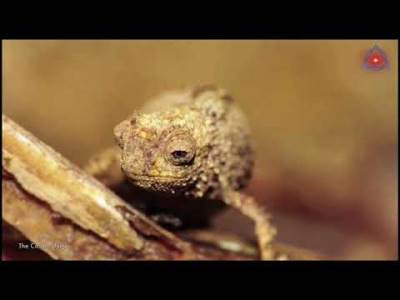  UPOZNAJTE ZASAD NAJMANJEG REPTILA NA SVIJETU: Naučnici otkrili na Madagaskaru kameleona dugog samo 1 