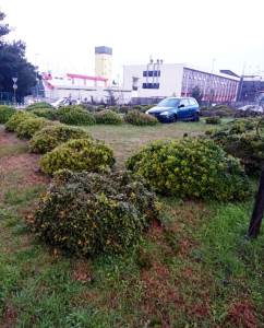  Uništeno zelenilo na Bulevaru 21. maj, apelujemo na vozače da se savjesno ophode prema zelenim površ 