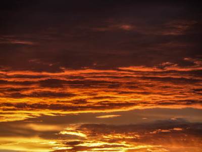  MISTERIOZNA SMRT VELIKOG BROJA KONDORA! Jednoj od najvećih ptica na svetu preti izumiranje, ostalo ih je još malo! 