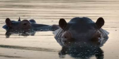  SPREMA SE ODSTREL ESKOBAROVIH NILSKIH KONJA 