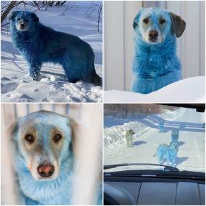  FOTOGRAFIJE PLAVIH PASA SU PREPLAVILE DRUŠTVENE MREŽE: Razlog zbog kojeg im je krzno promenilo boju  