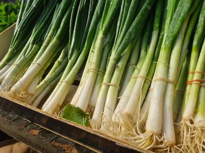  MNOGI NE ZNAJU KOLIKO JE MLADI LUK MOĆAN: Prava "bomba" za imunitet, jača kosti, ali 1 grupa ljudi n 