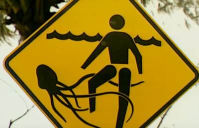  australija meduza napad 