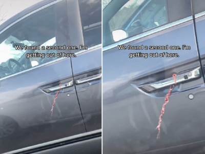  zica na bravi automobila zasto je to opasno 